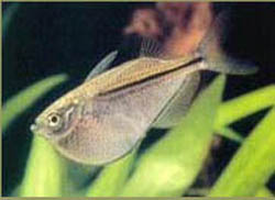 Gasteropelecus levis